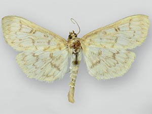 Herpetogramma fraxinalis