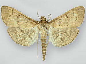 Herpetogramma theseusalis