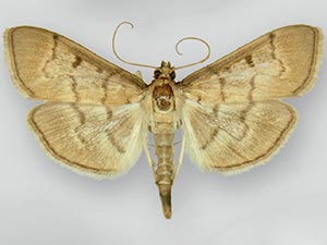 Herpetogramma theseusalis