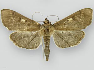 Herpetogramma sphingealis