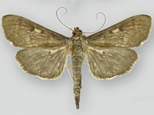 Herpetogramma sphingealis