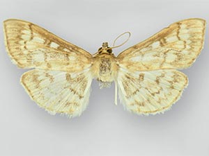 Herpetogramma nymphalis