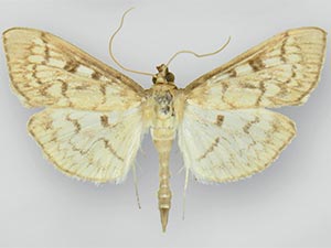 Herpetogramma nymphalis