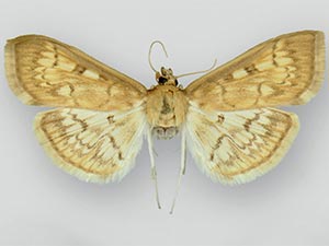 Herpetogramma nymphalis