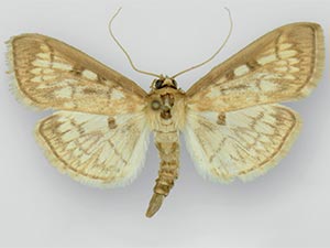 Herpetogramma nymphalis