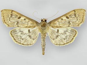 Herpetogramma aeglealis