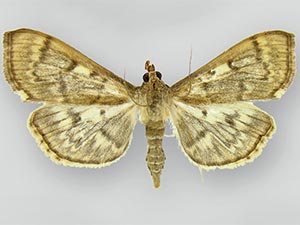 Herpetogramma aeglealis