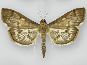 Herpetogramma aeglealis