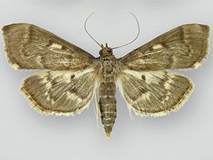 Herpetogramma aeglealis