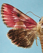 Schinia sanguinea