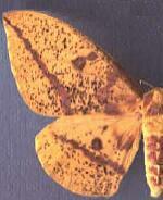 Eacles imperialis