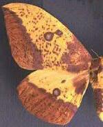 Eacles imperialis