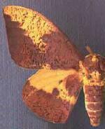 Eacles imperialis