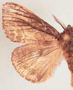 Dasychira atrivenosa