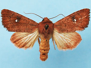 Sideridis ruisa