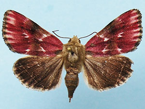 Schinia sanguinea