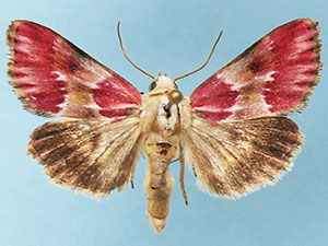 Schinia sanguinea