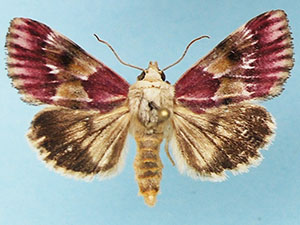 Schinia sanguinea