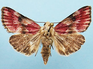 Schinia sanguinea