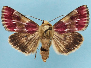 Schinia sanguinea