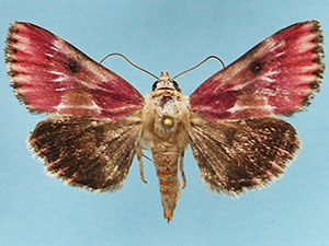 Schinia sanguinea