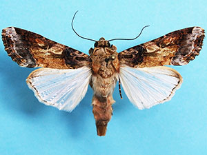 Spodoptera latifascia