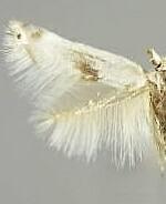 Pseudopostega albogaleriella