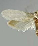 Tegeticula elatella