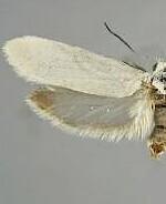 Tegeticula mojavella