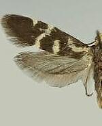 Prodoxus ochrocarus