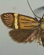 Nemophora bellela