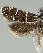 Adela septentrionella