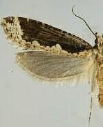 Daviscardia coloradella