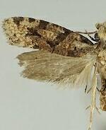 Amydria obliquella