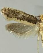 Monopis crocicapitella