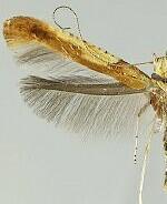 Caloptilia acerifoliella