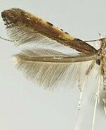 Caloptilia diversilobiella