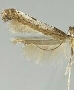 Caloptilia ovatiella