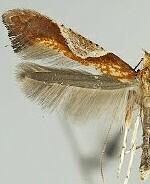 Caloptilia palustriella