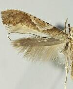 Caloptilia palustriella