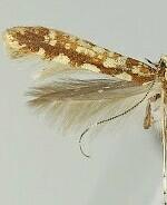 Caloptilia reticulata