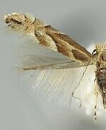 Phyllonorycter antiochella