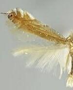 Phyllonorycter inusitatella