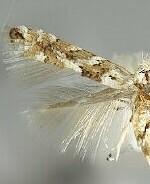 Phyllonorycter salicifoliella