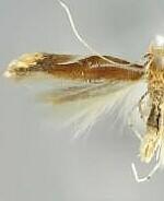 Phyllonorycter sandraella