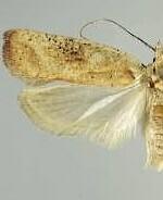 Agonopterix nervosa