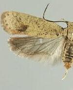 Agonopterix posticella