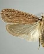 Apachea barberella