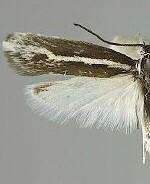 Ethmia minuta