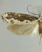 Ethmia marmorea